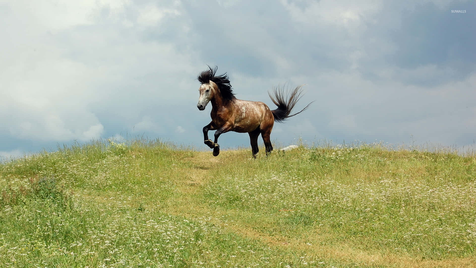 Bellissimaimmagine Di Un Cavallo Con Criniera Nera
