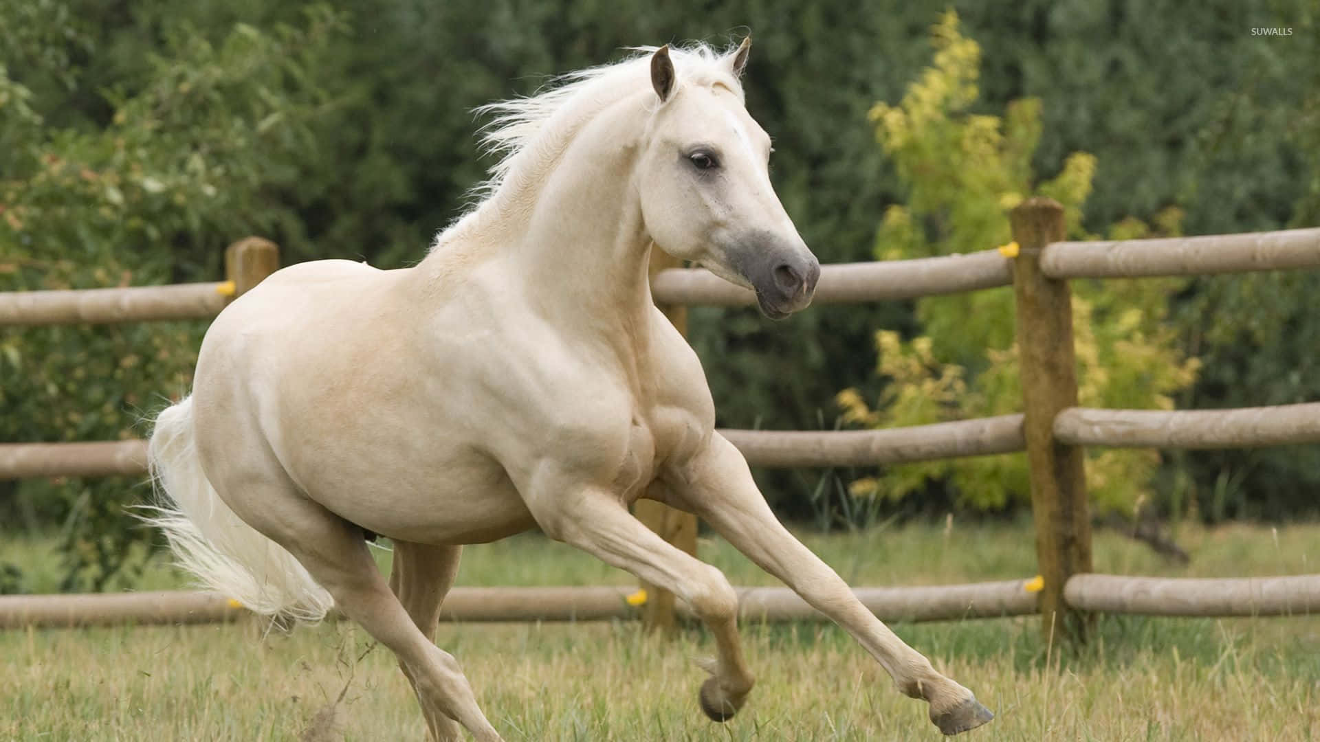 Beautiful Horse Running In The Yard Picture