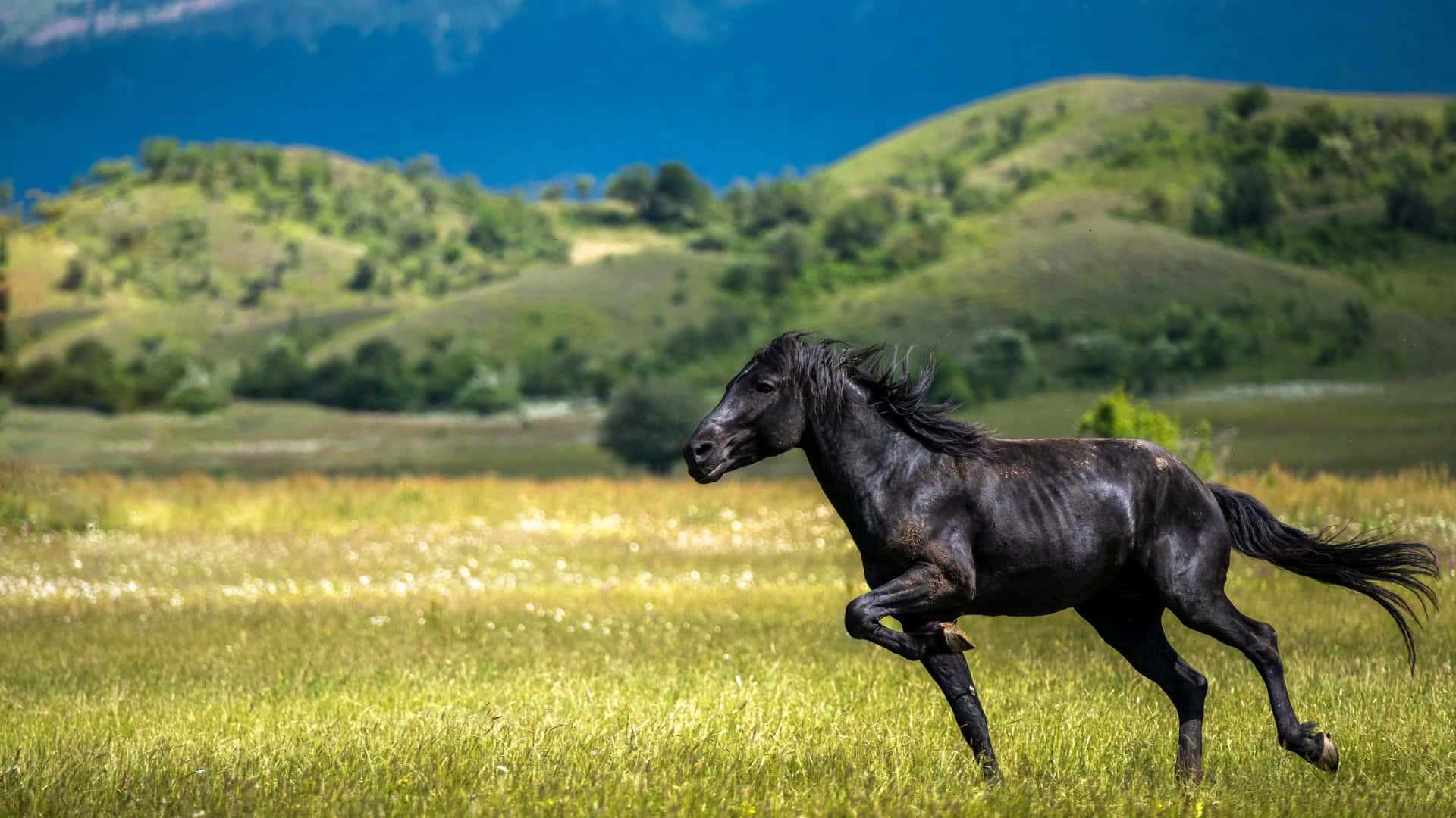 Bellissimaimmagine Di Un Maestoso Cavallo Nero Che Corre Velocemente