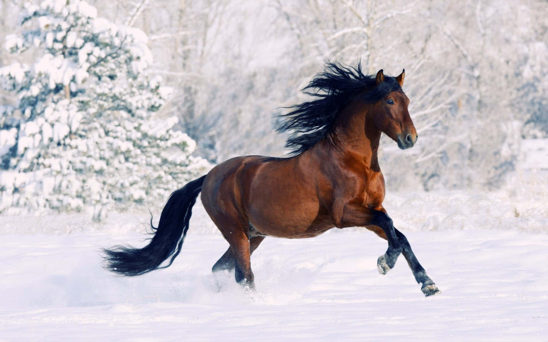 Bellissimaimmagine Di Un Cavallo Invernale