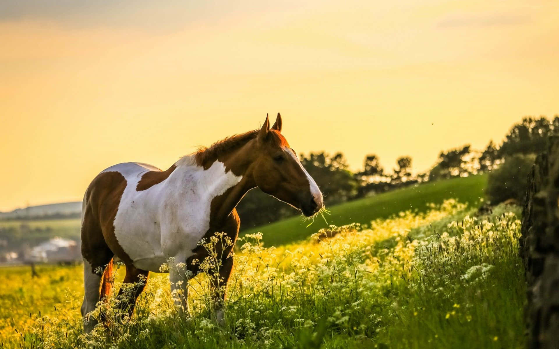 Beautiful Horse In The Wildflower Field Picture