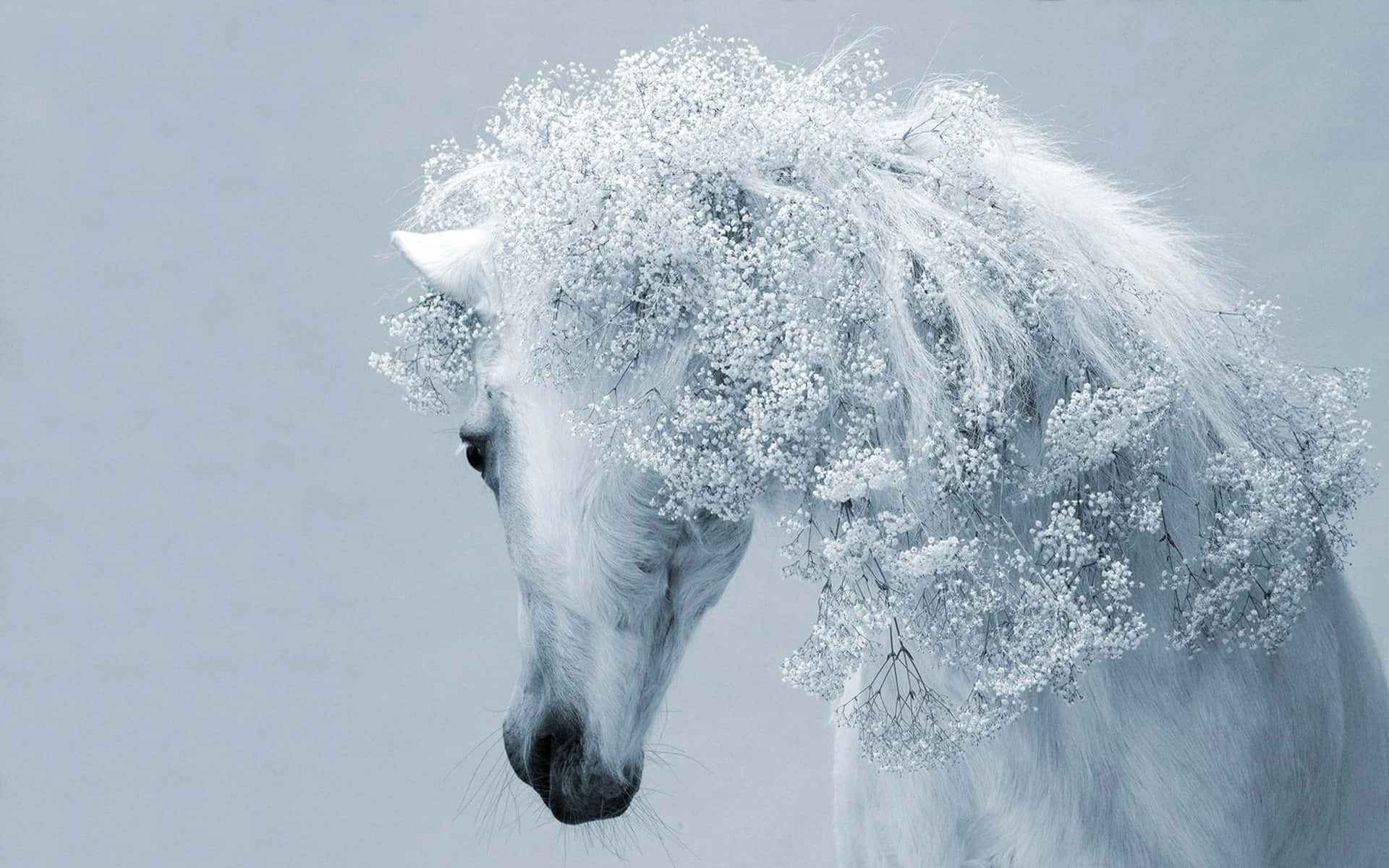 Bellissimaimmagine Di Un Cavallo Con Criniera Decorativa