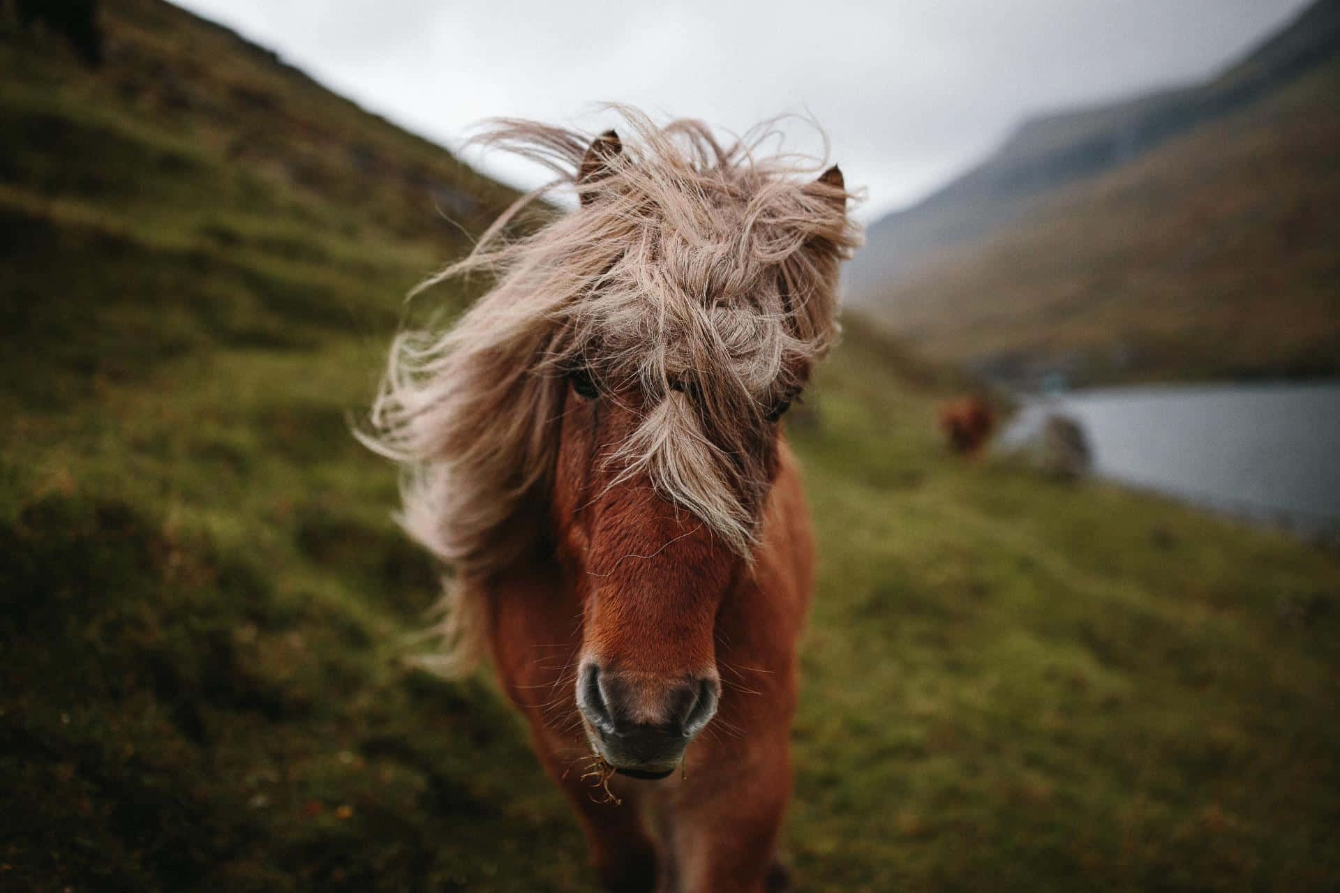 Beautiful Horse Messy Mane Picture