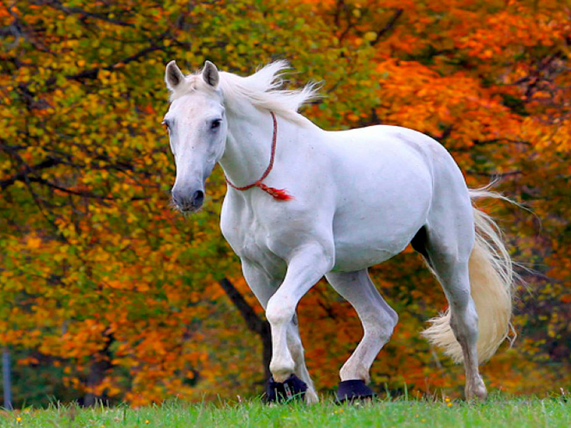 Beautiful Autumn Horse Picture