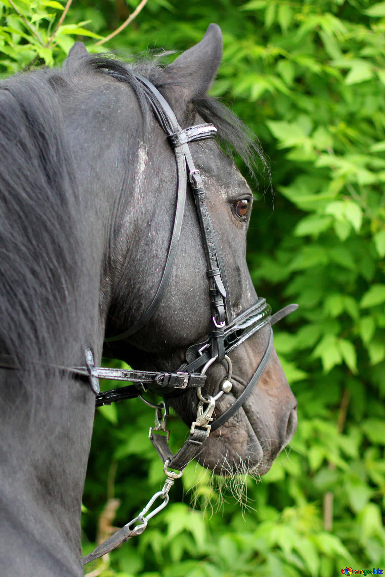 Bellissimaimmagine Di Un Cavallo Nero