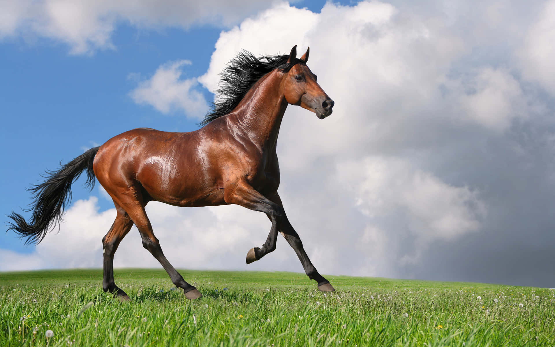 Beautiful Chestnut Horse Picture