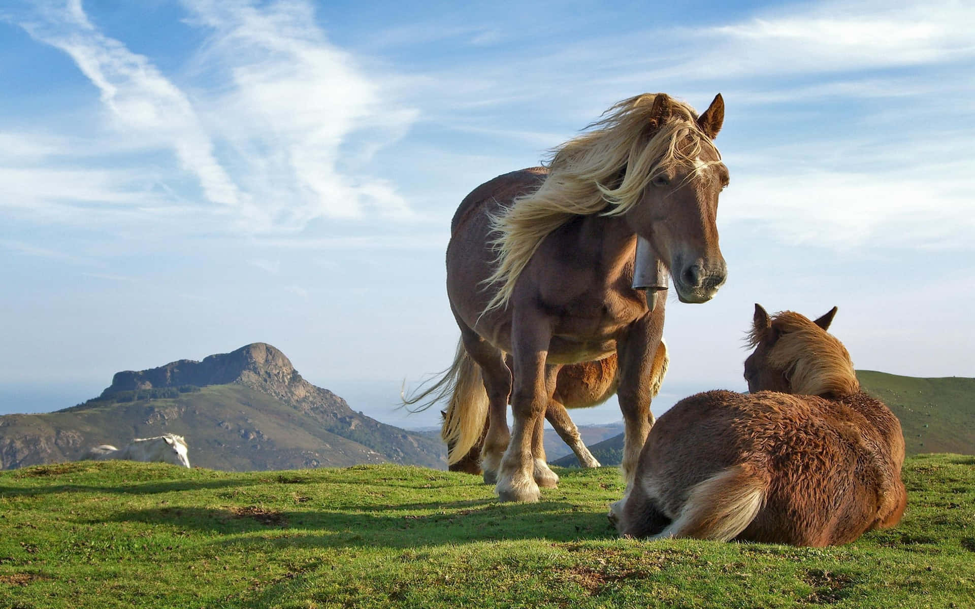 Beautiful Horse On The Hill Picture