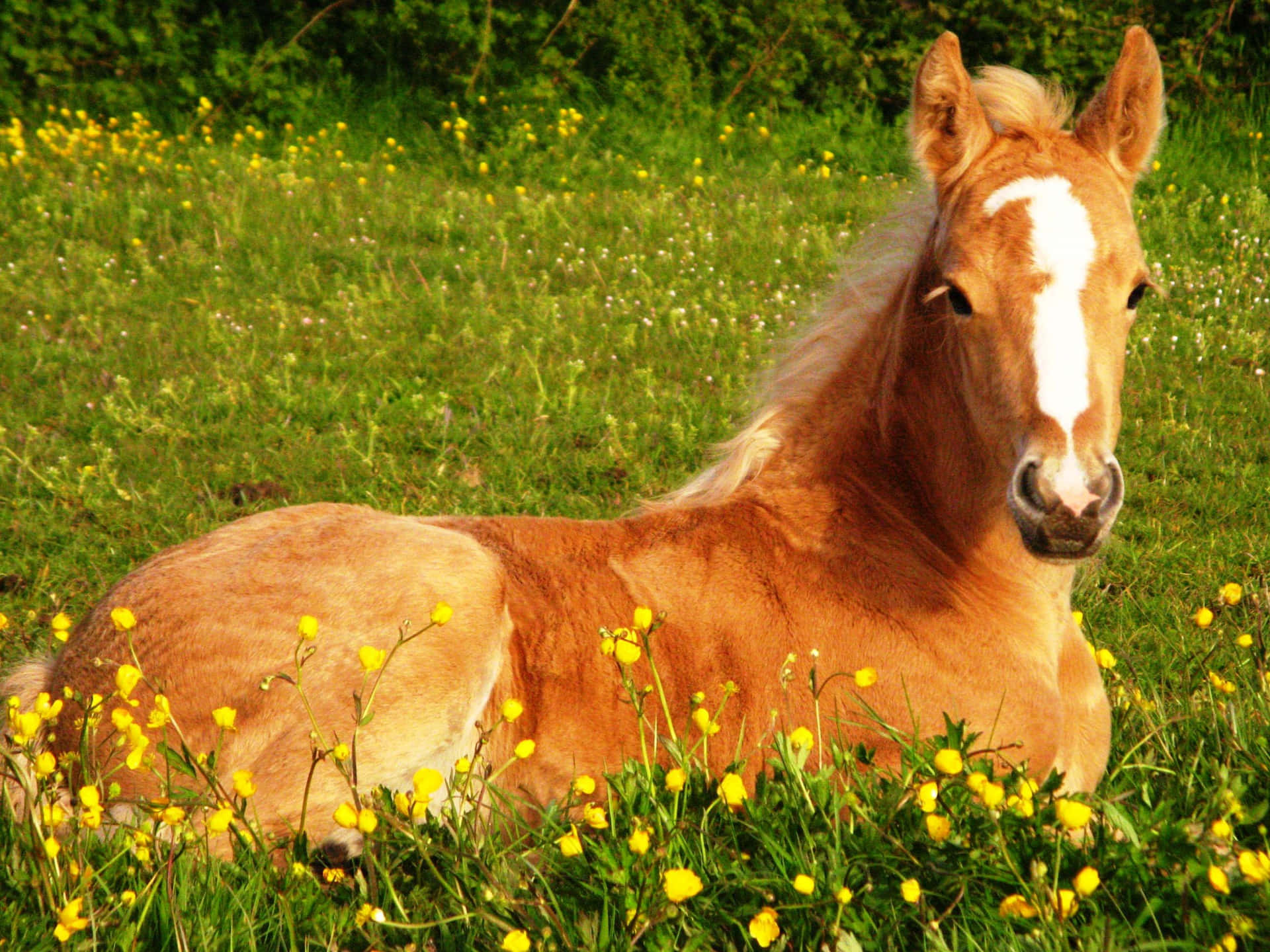 Beautiful Horse And Yellow Flowers Picture