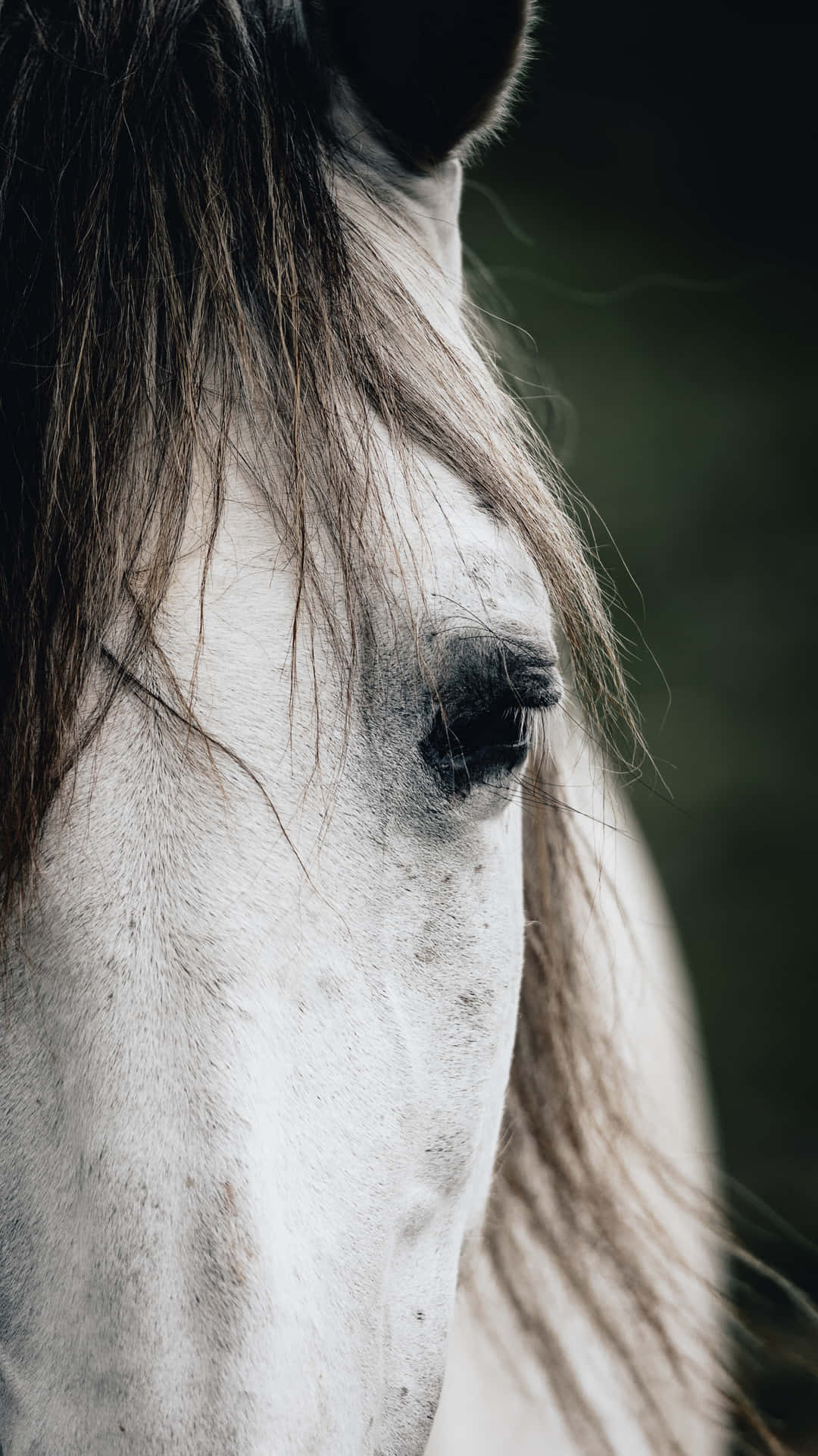 Beautiful Horse Close-Up Picture