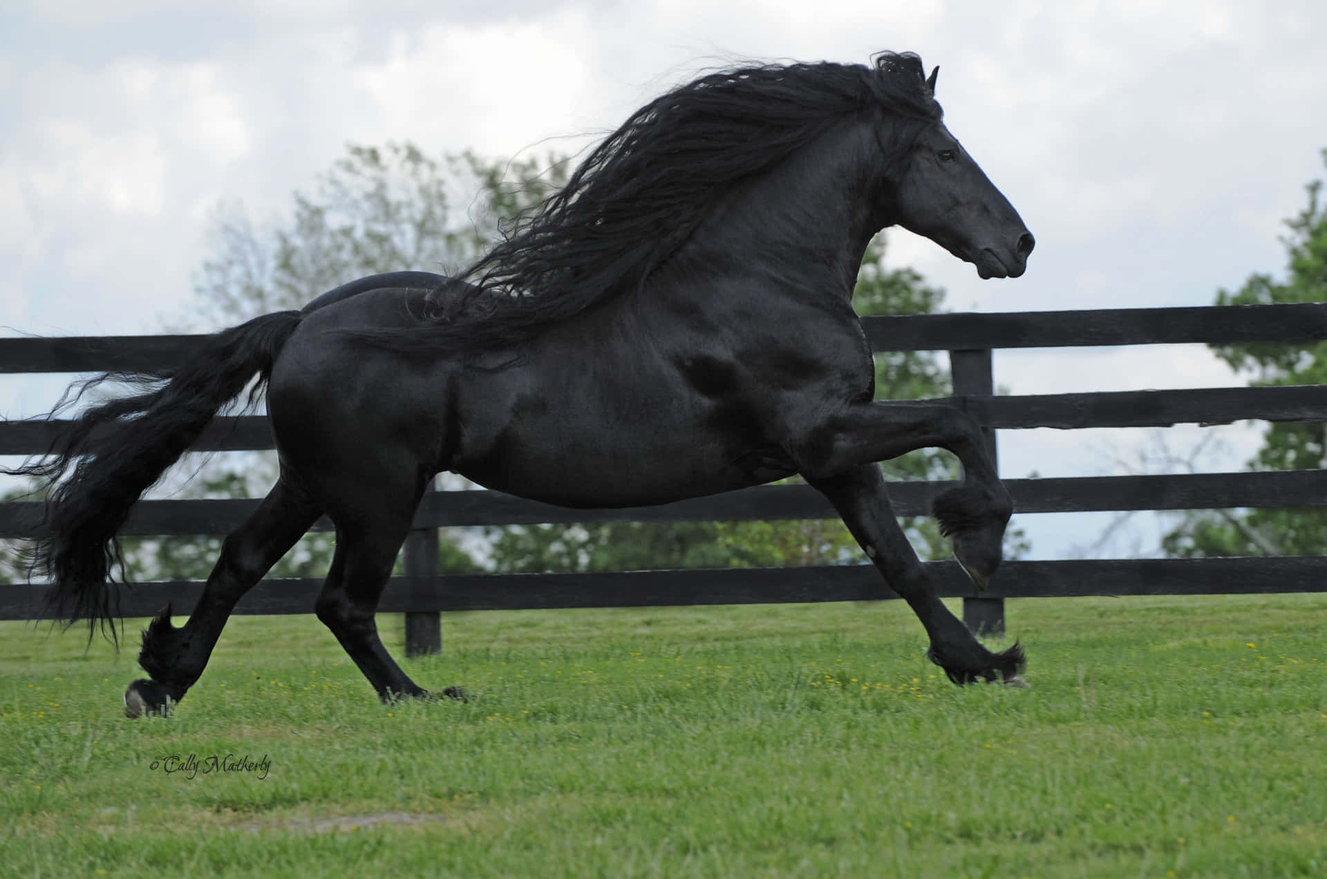 Beautiful Friesian Horse Hopping Picture
