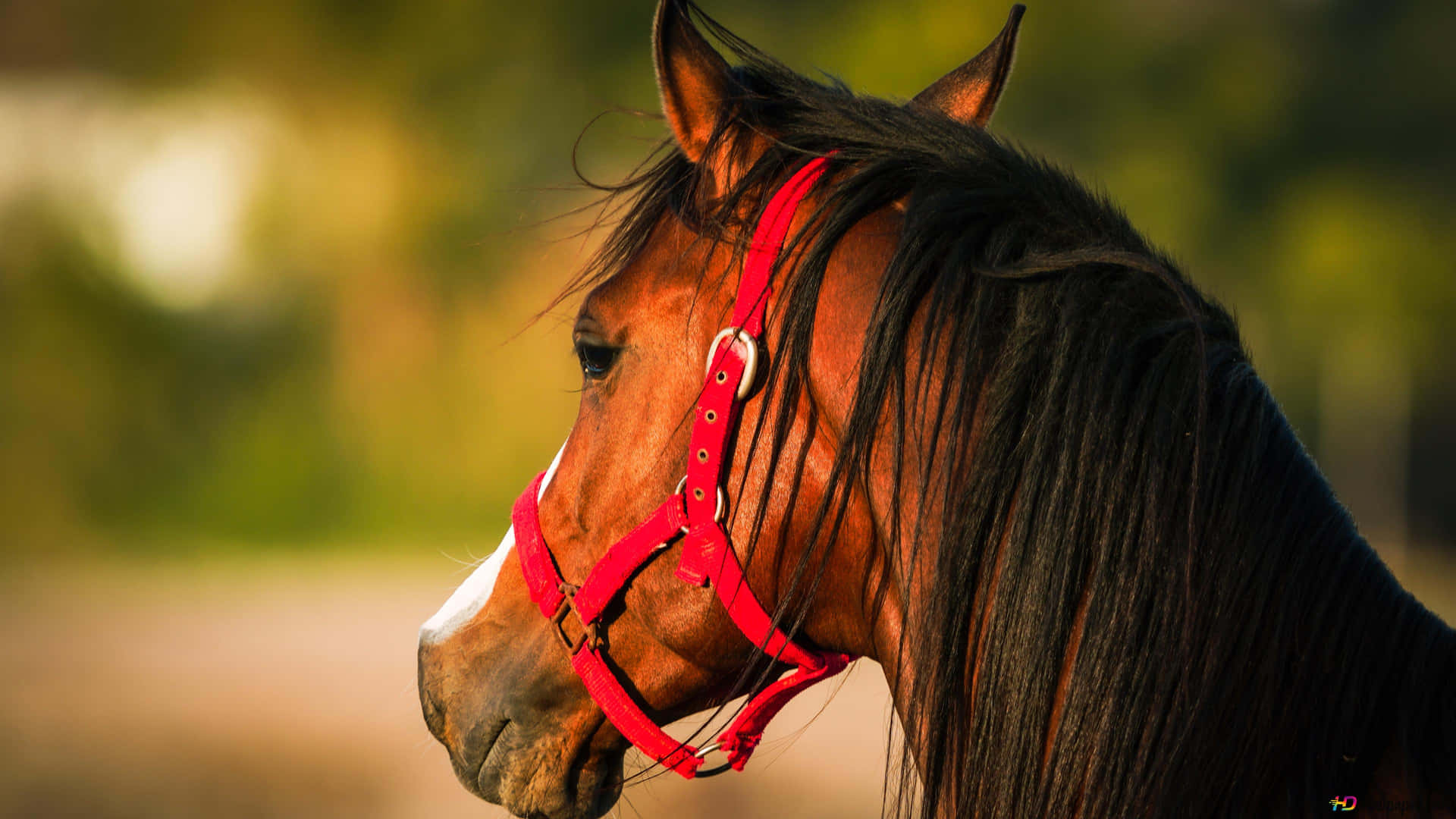 Beautiful Horse Selective-Focus Picture