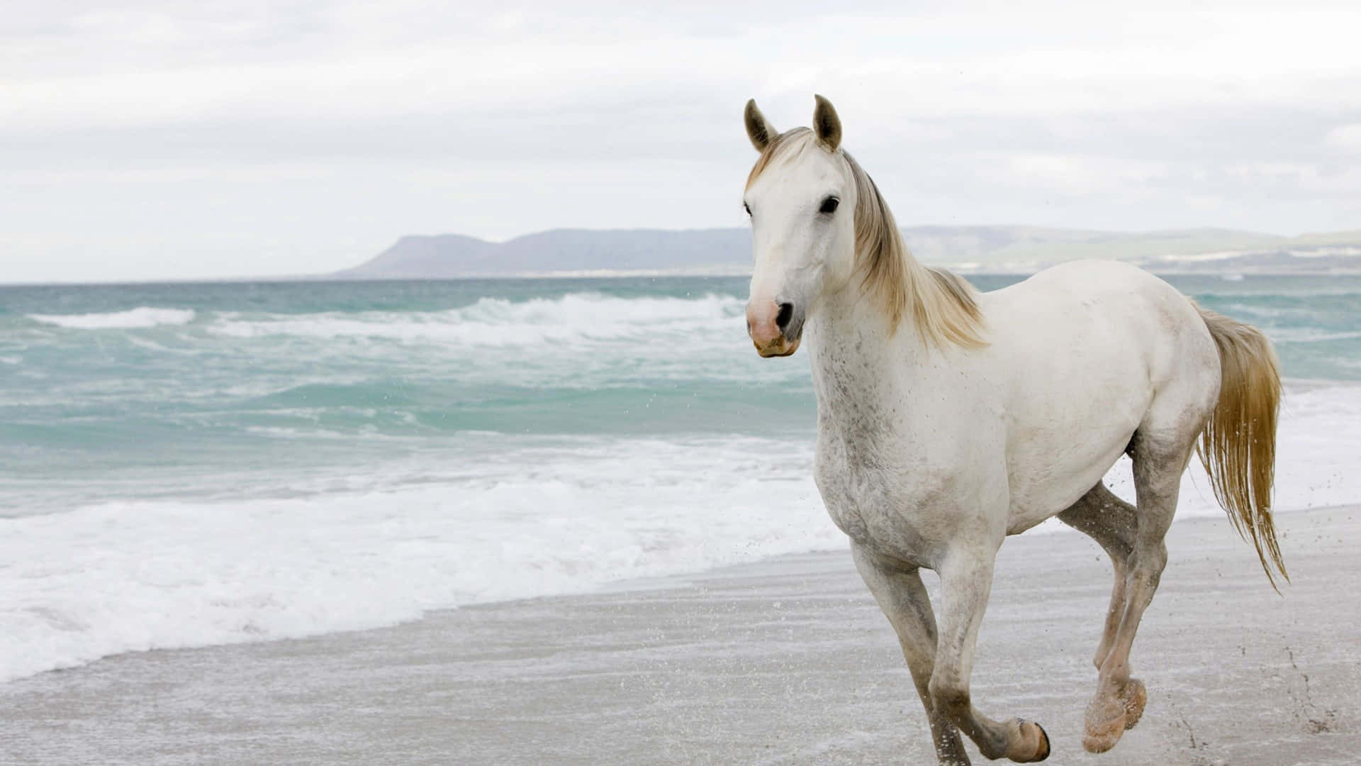 Bellissimaimmagine Di Un Cavallo Sulla Spiaggia