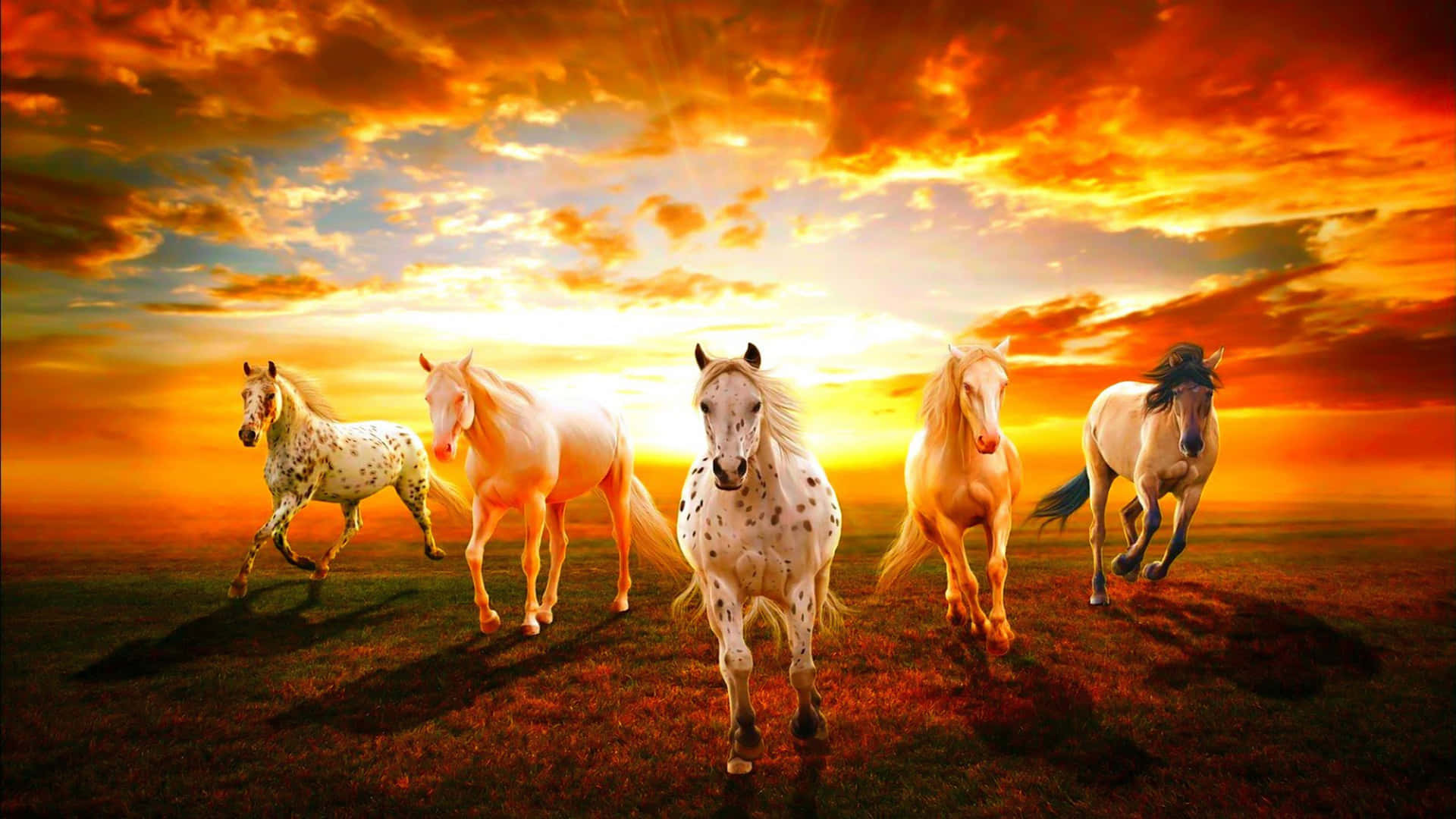 Five Beautiful Horse Animals Picture