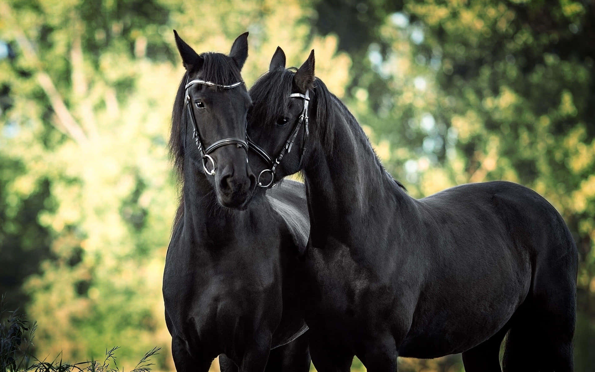 Beautiful Twinning Horse Picture