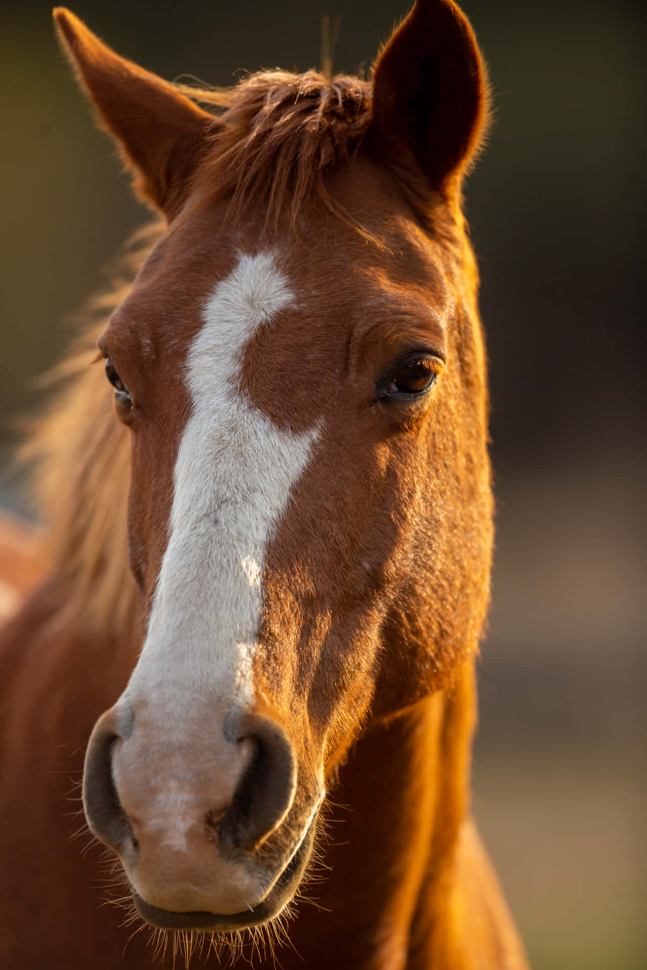 Beautiful Horse Portrait Picture