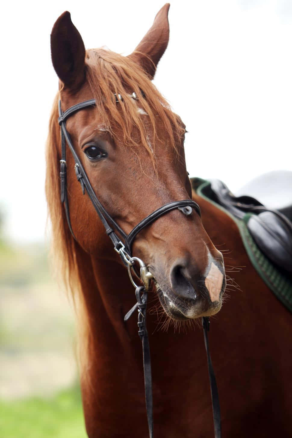 Beautiful Brown Horse Portrait Picture