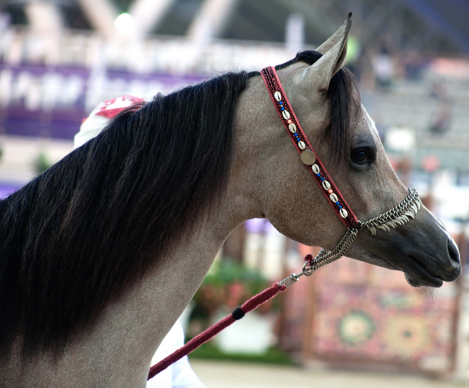 Beautiful Horse With Harness Picture