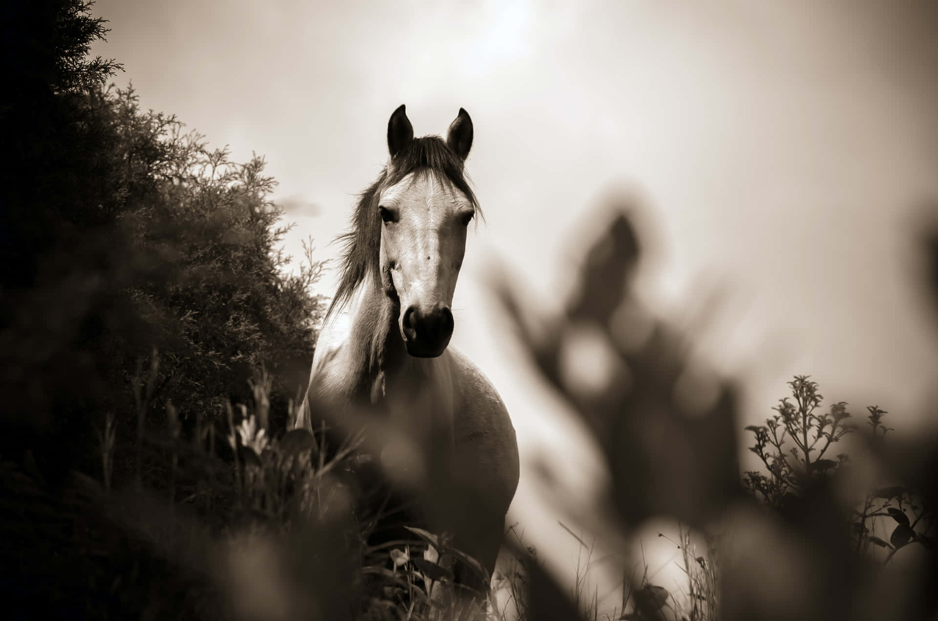 Beautiful Horse Greyscale Picture