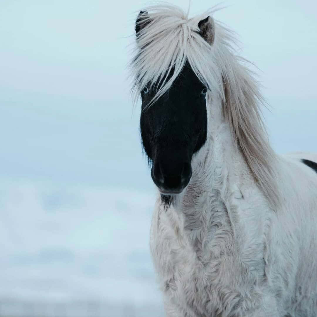 Bellissimaimmagine Di Un Cavallo Testa Nera