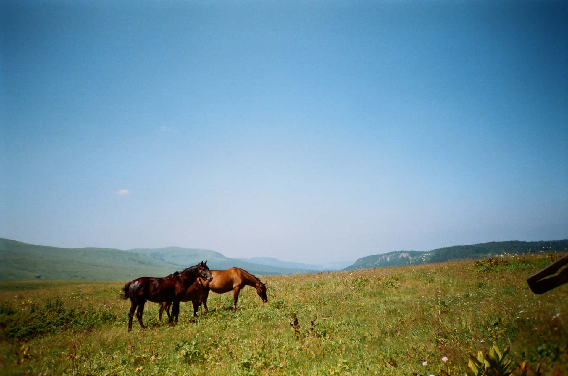 Two horses standing alone in a lush green field