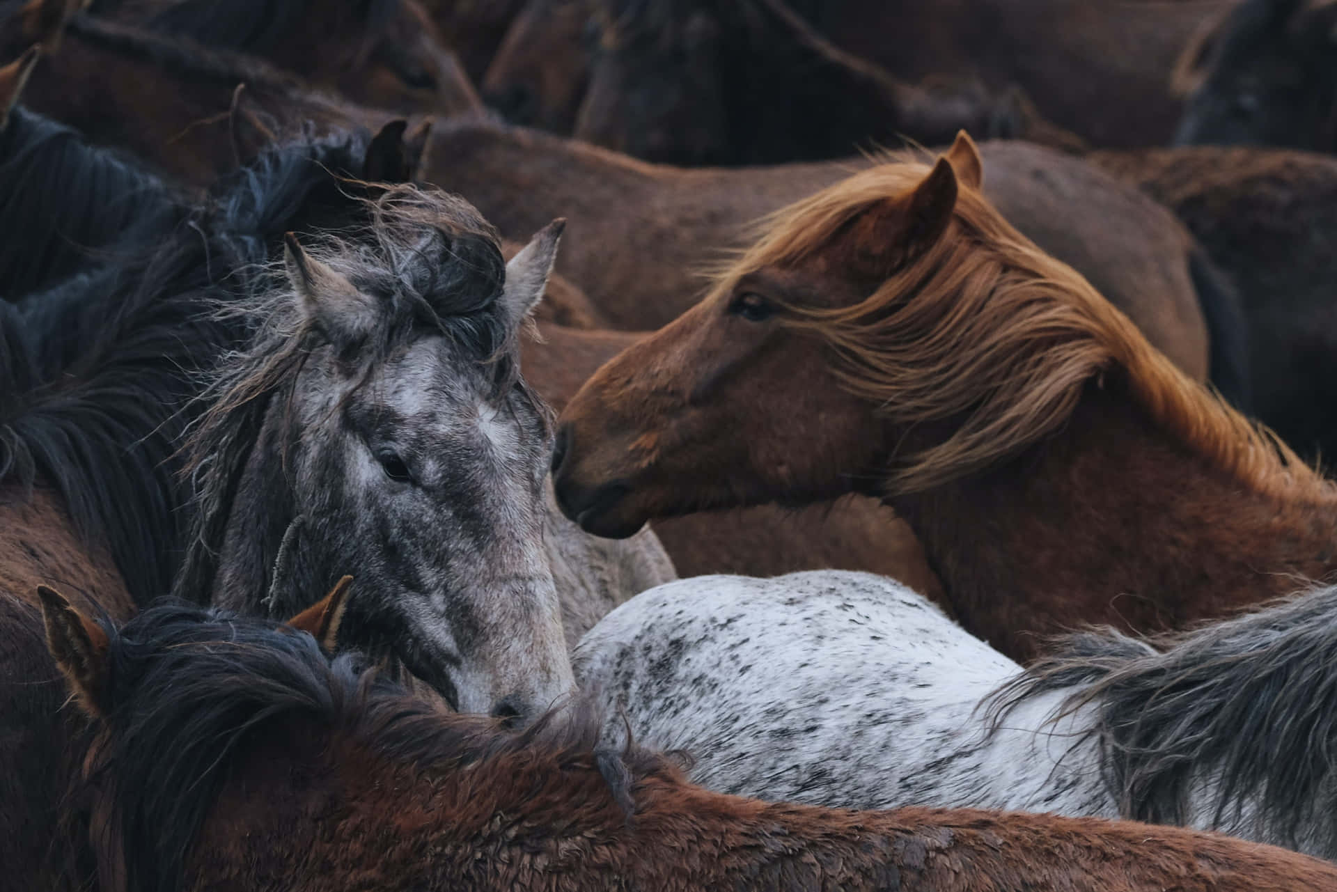 Lebhaft,majestätisch Und Frei: Die Schönheit Der Pferde