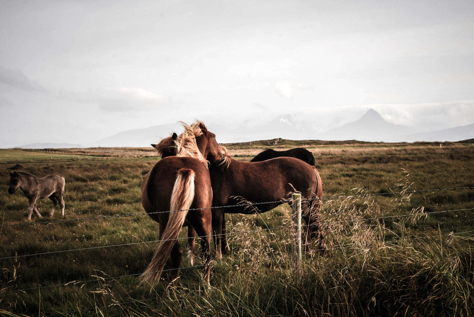 “A Majestic Scene of Beautiful Horses"