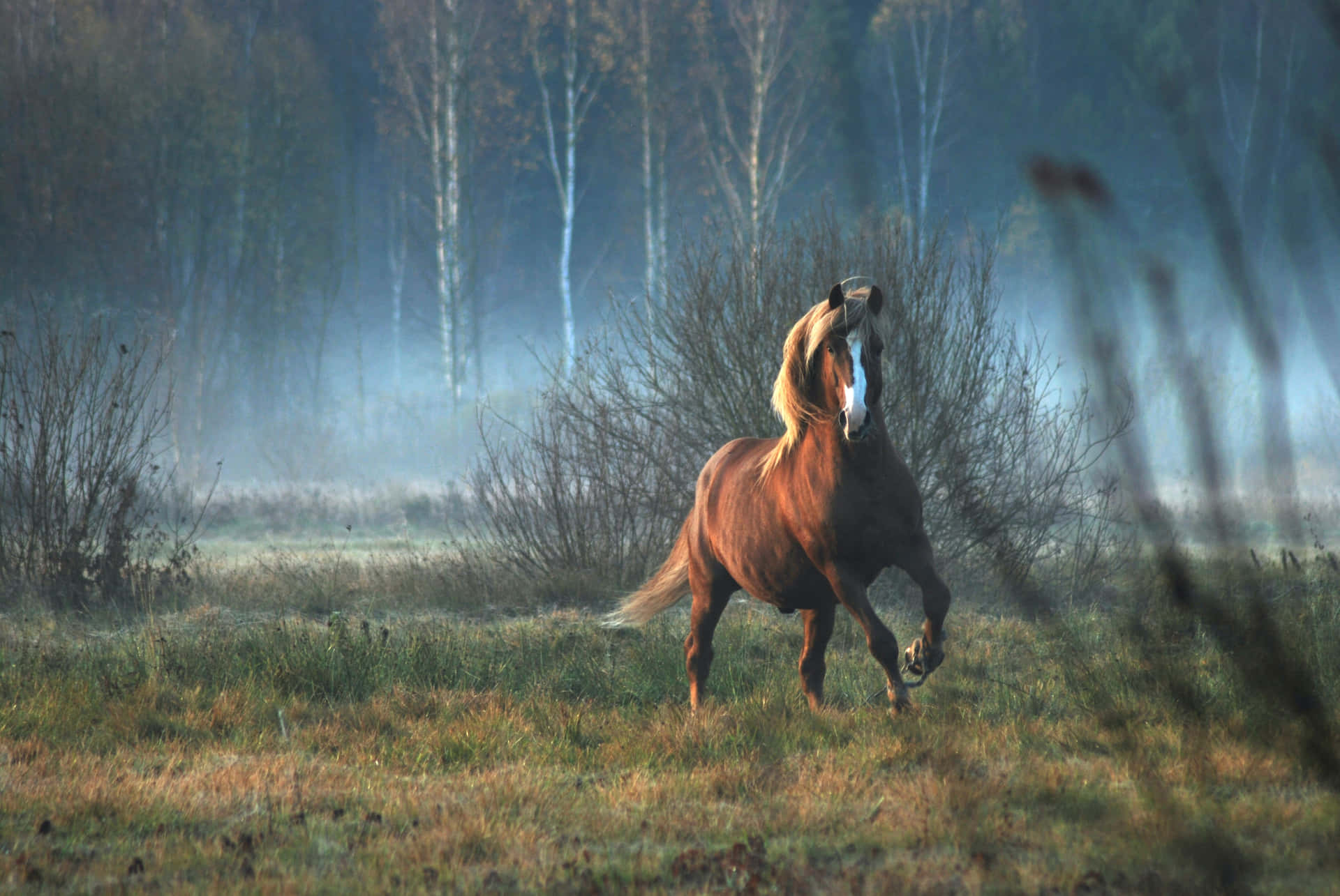 Majestætiskeog Stærke Viser Disse To Heste, Hvor Kraftfulde Og Smukke Heste Kan Være.
