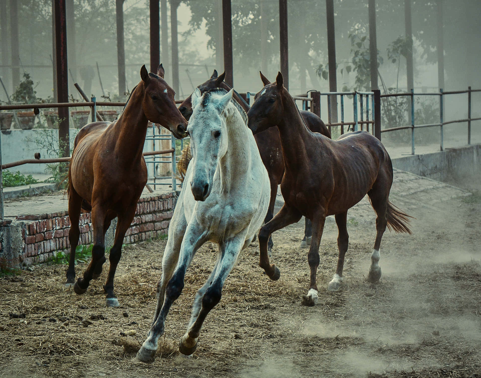 Dreischöne Pferde Stehen In Der Nähe Eines Sees.