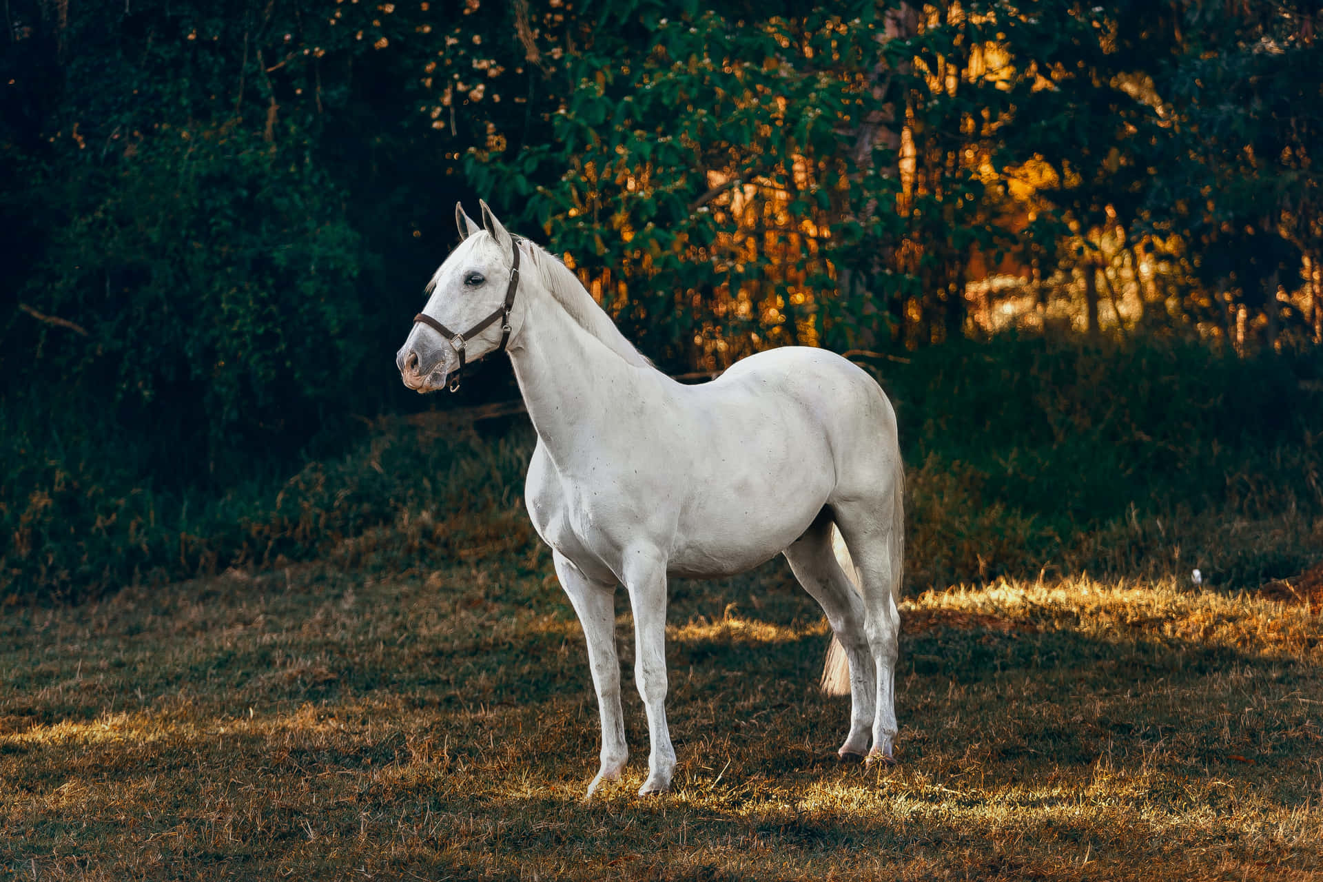 Ettpar Majestätiska Vita Hästar Dyker Upp Ur En Dimmig Morgon