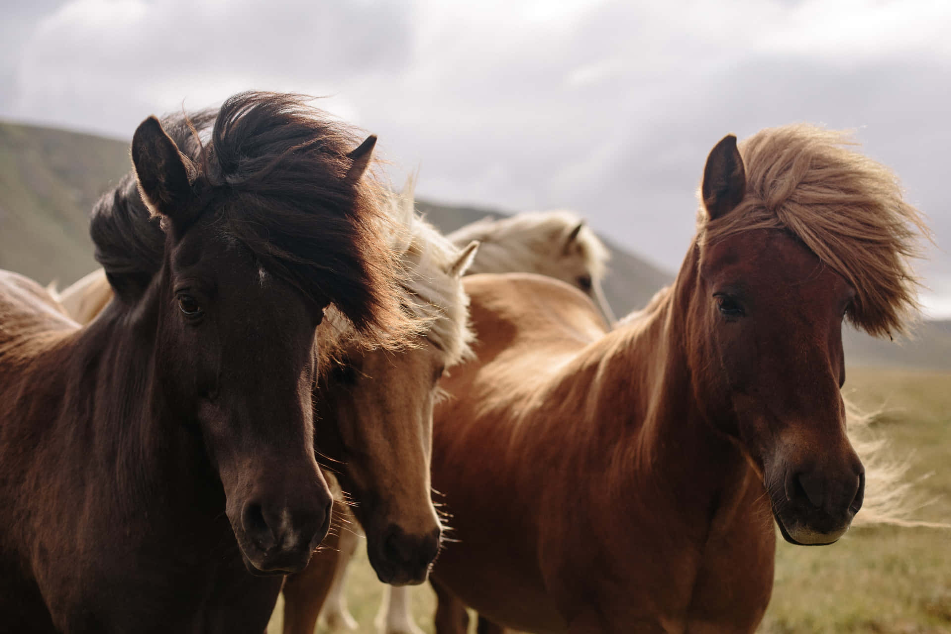 "Two Palomino Horses Enjoying a Gallop Across Green Pasture"