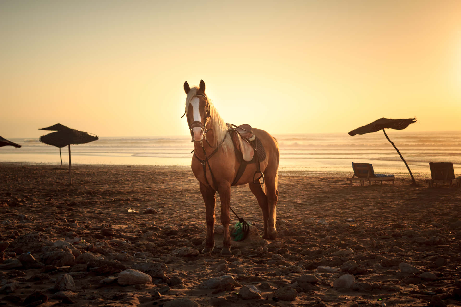 A pair of beautiful horses in the sunset
