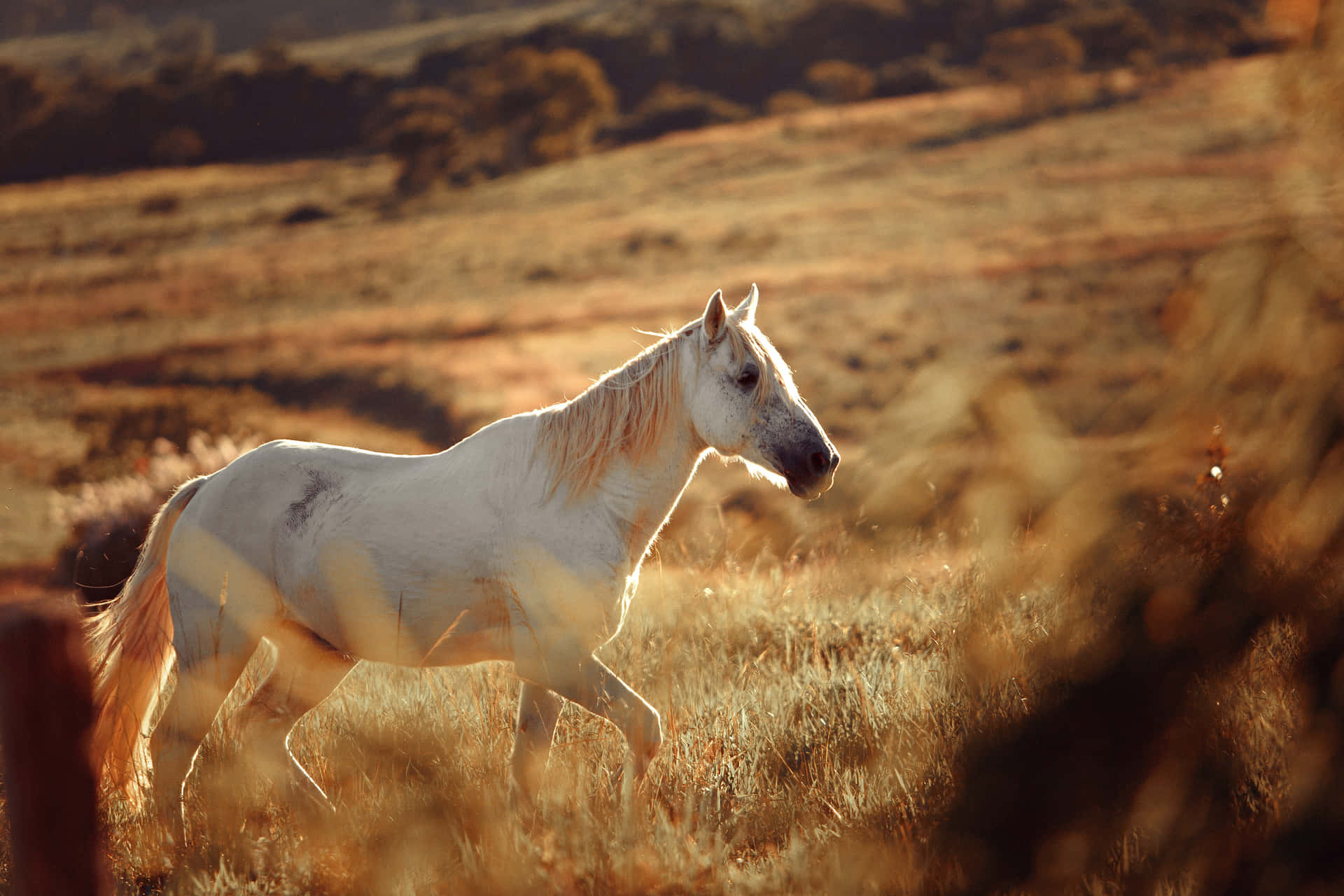 Deperfekte Følgesvende. Majestætiske Og Smukke Heste, Der Løber Gennem Det Vilde.