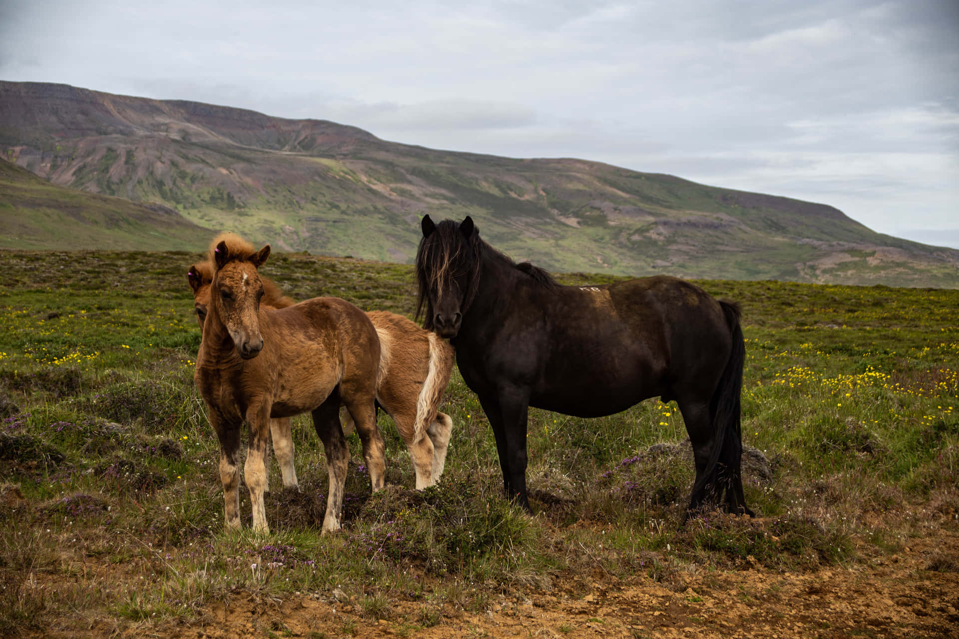 Two majestic horses roam the open terrain