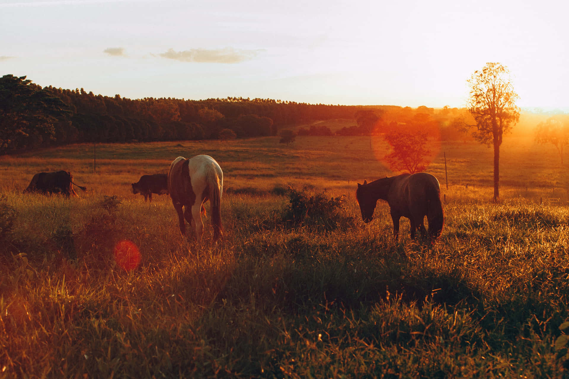 Tvåvackra Hästar Som Delar En Blick På En Solig Dag