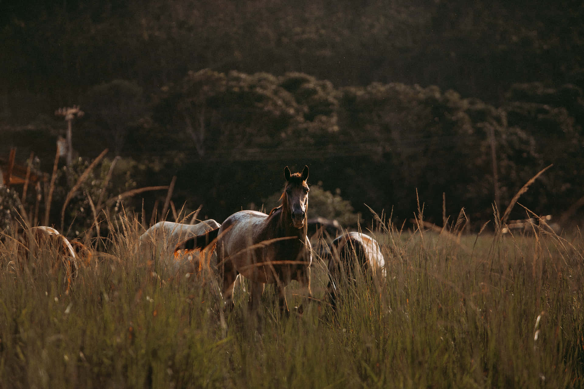 Tvåstarka Och Vackra Vita Hästar I Naturen