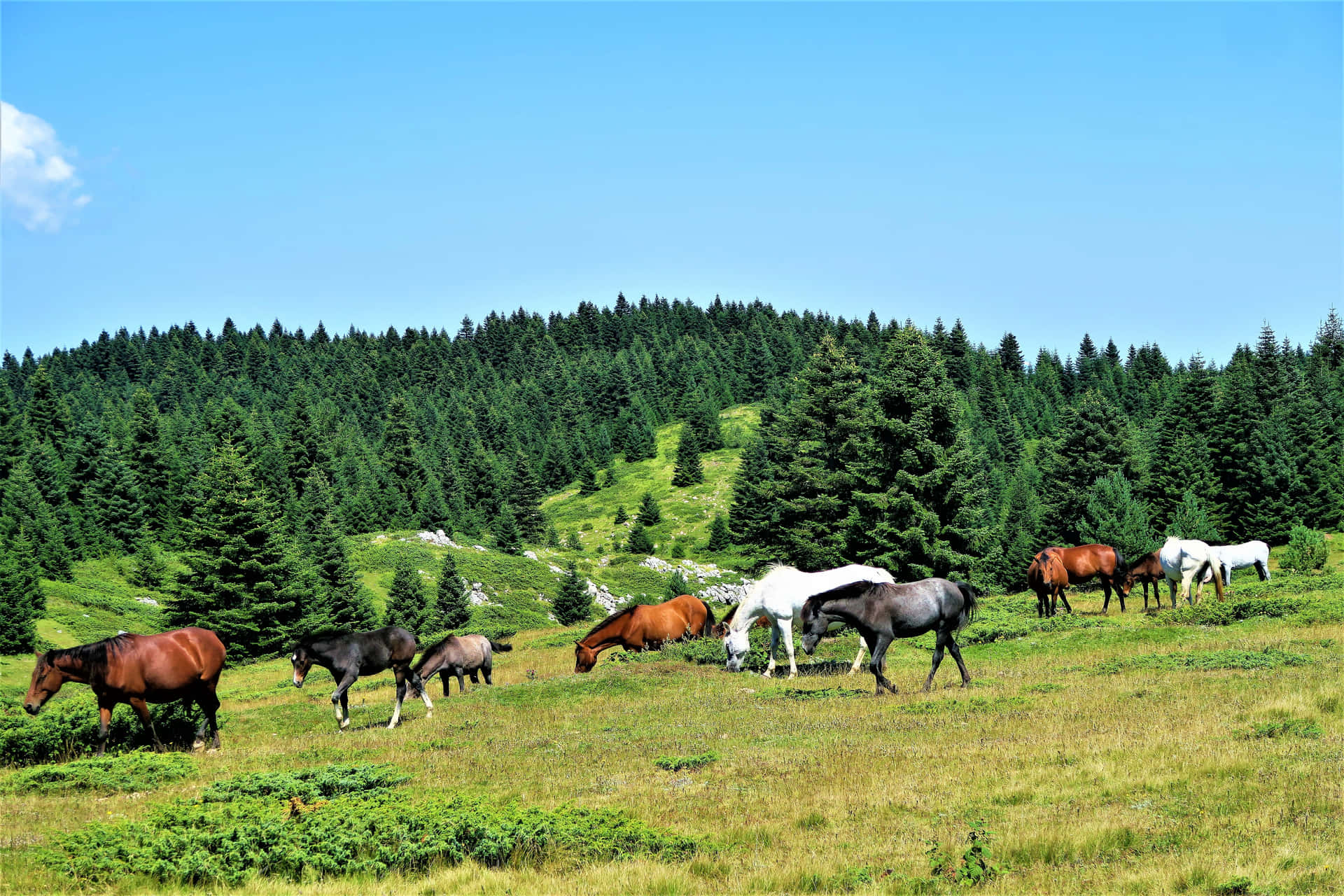 Omfavnevenskab - To Smukke Heste Står Sammen