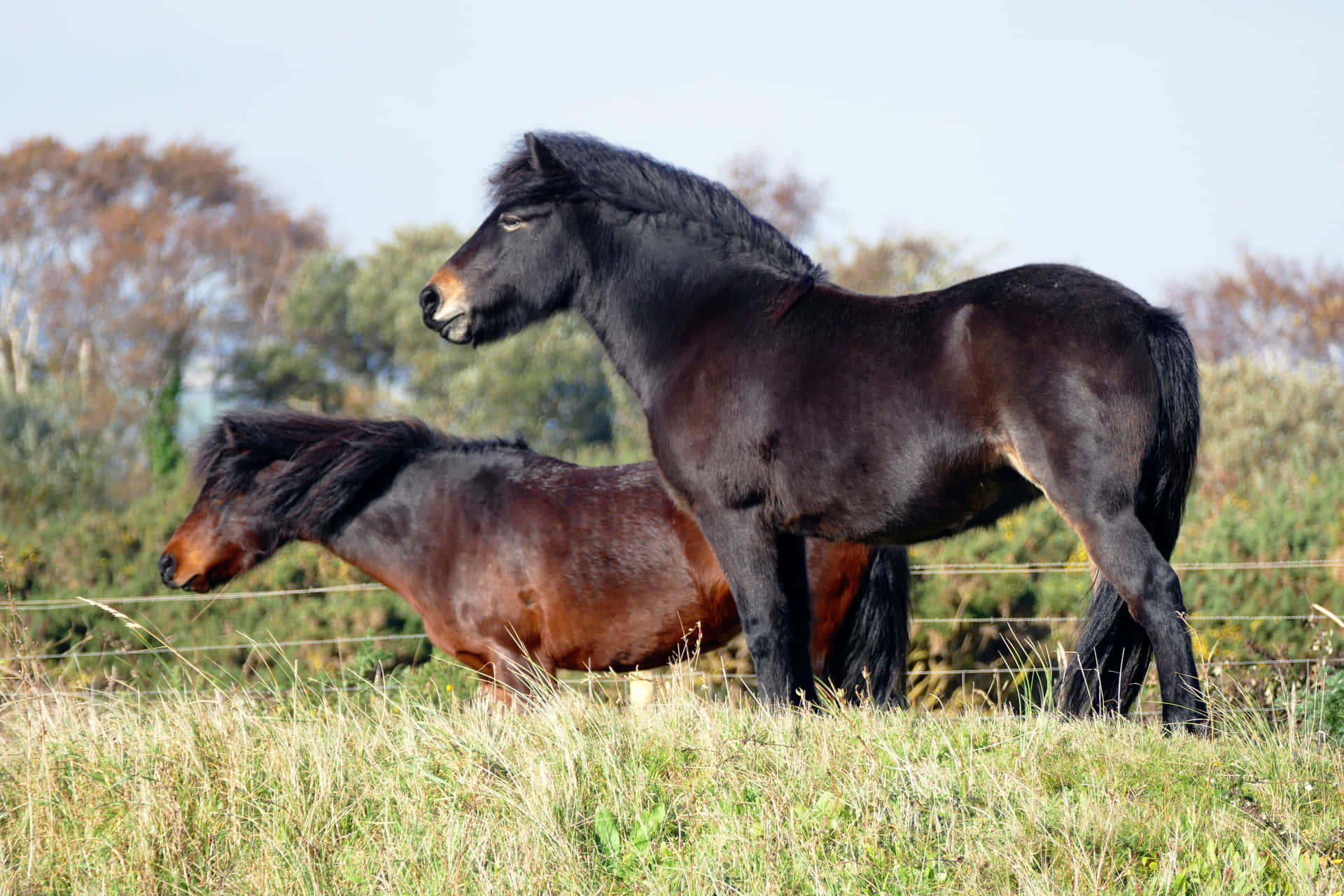 For two wild horses, there is nothing more beautiful than the open plains.