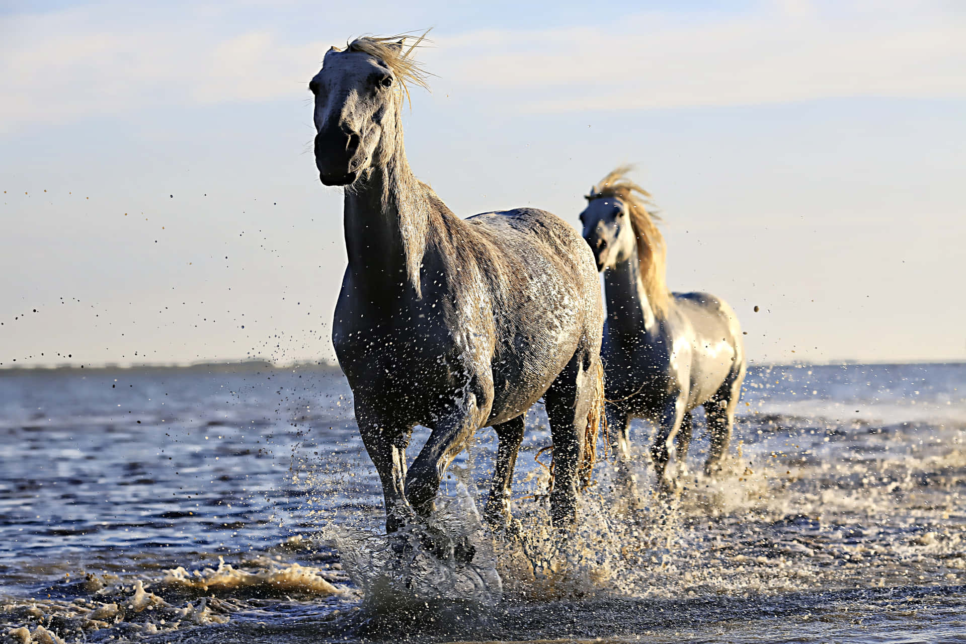 Fotograffängt Die Majestät Wunderschöner Pferde In Einer Atemberaubenden Landschaft Ein.