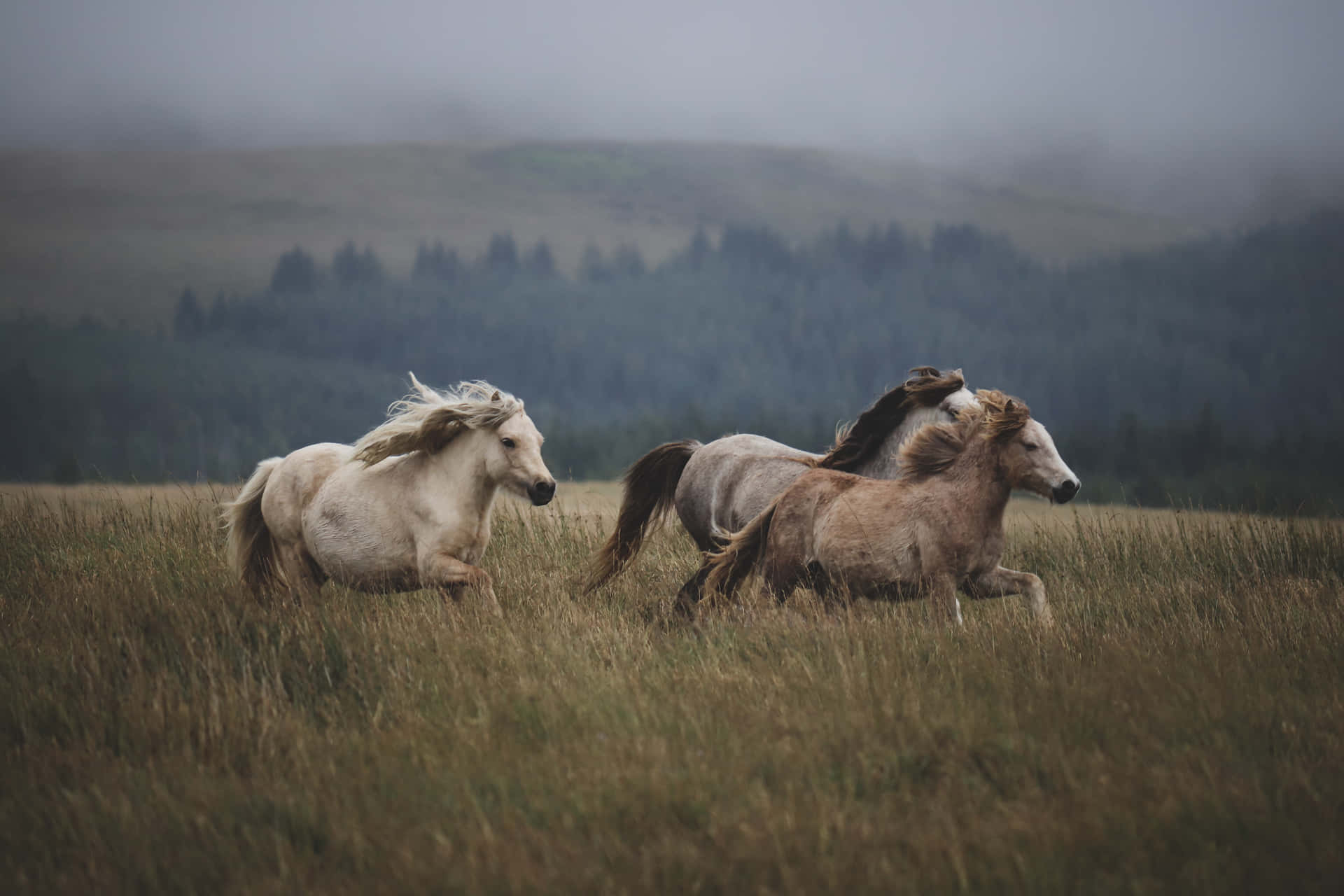 Tvåvackra Hästar Som Står Sida Vid Sida I En Äng