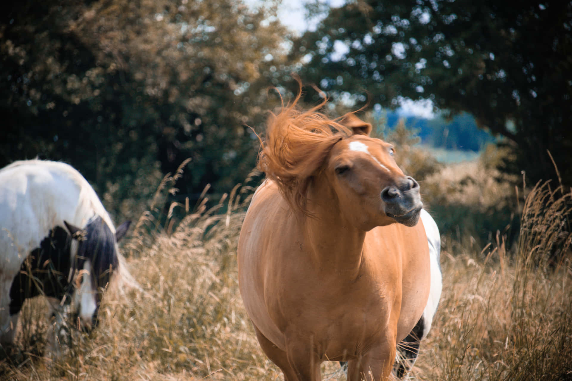 Two beautiful horses is a sight to behold