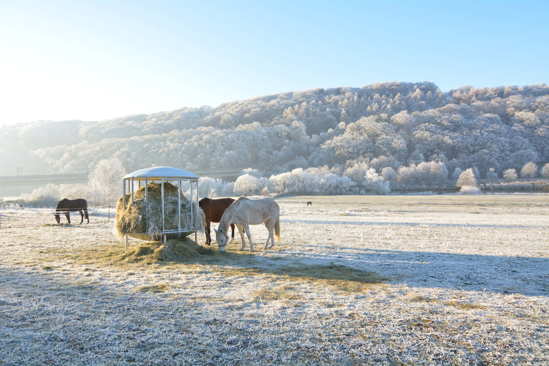 A stunning sight - a landscape of grazing horses