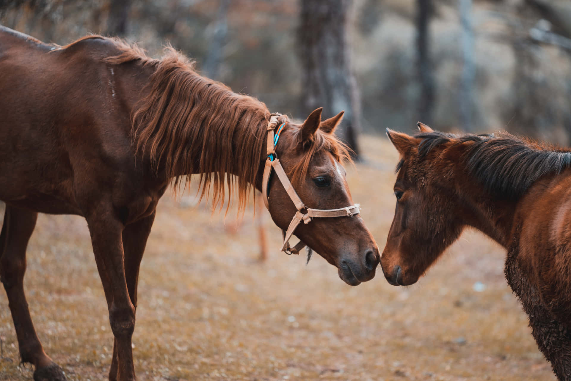 Tvåvackra Hästar Kommunicerar I En Pittoresk Äng