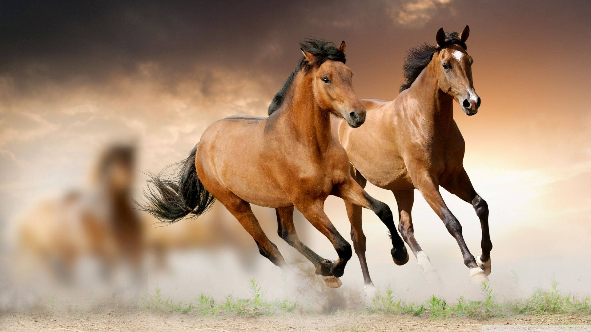 Beautiful Horses Blurry Wallpaper