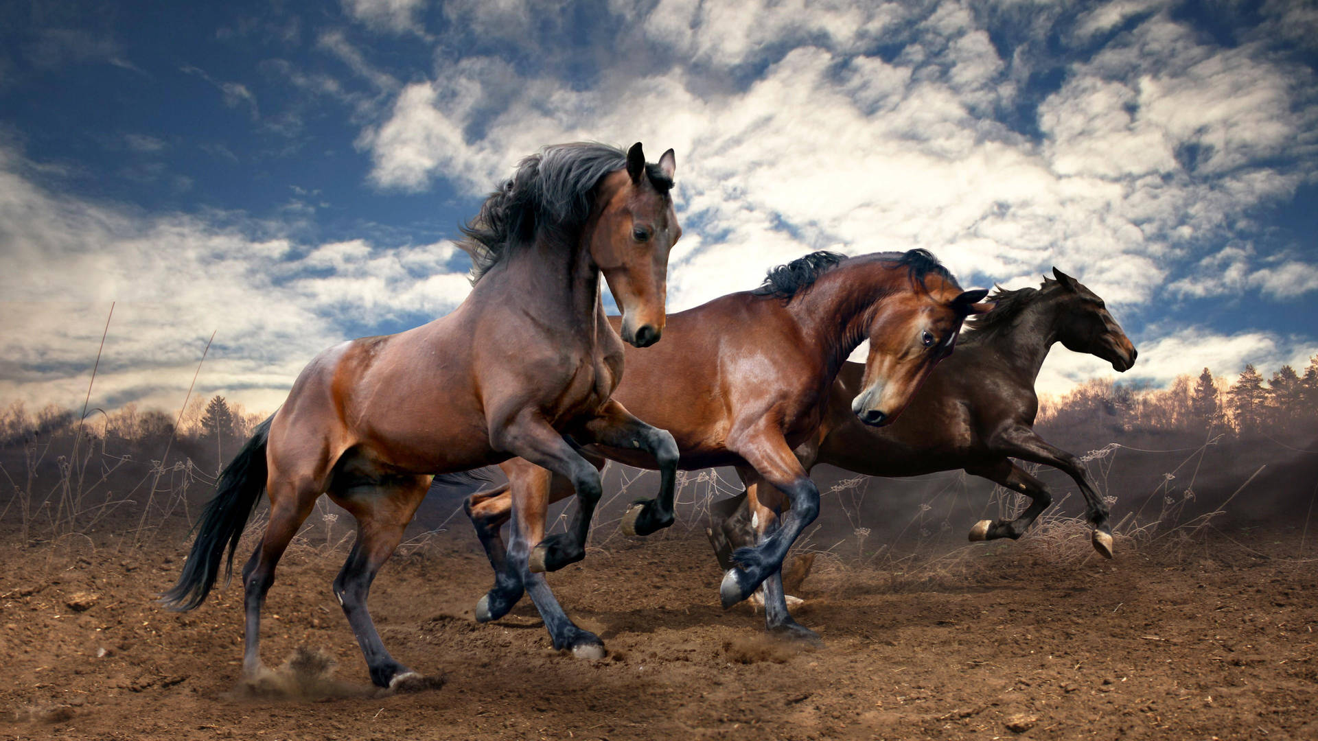 Beautiful Horses Cloudy Day Wallpaper