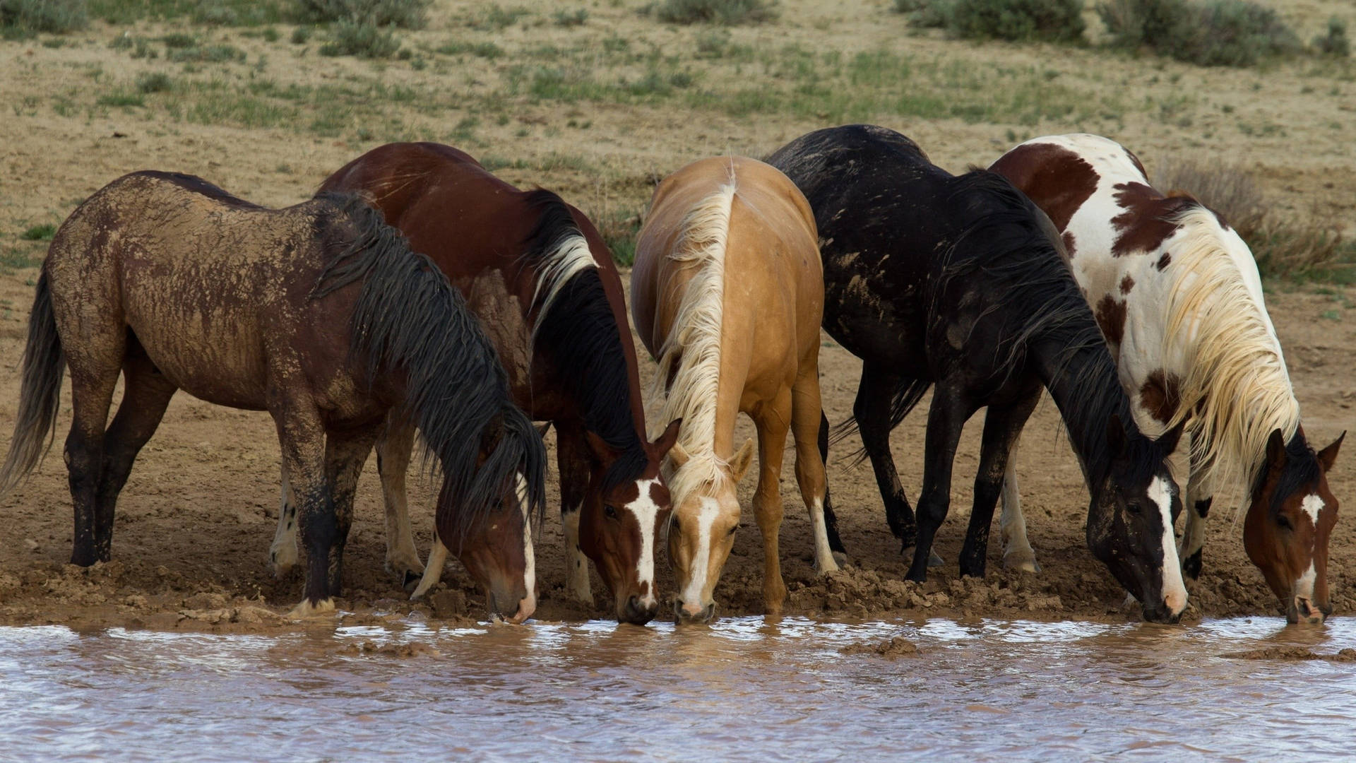 Beautiful Horses Drinking Water Wallpaper