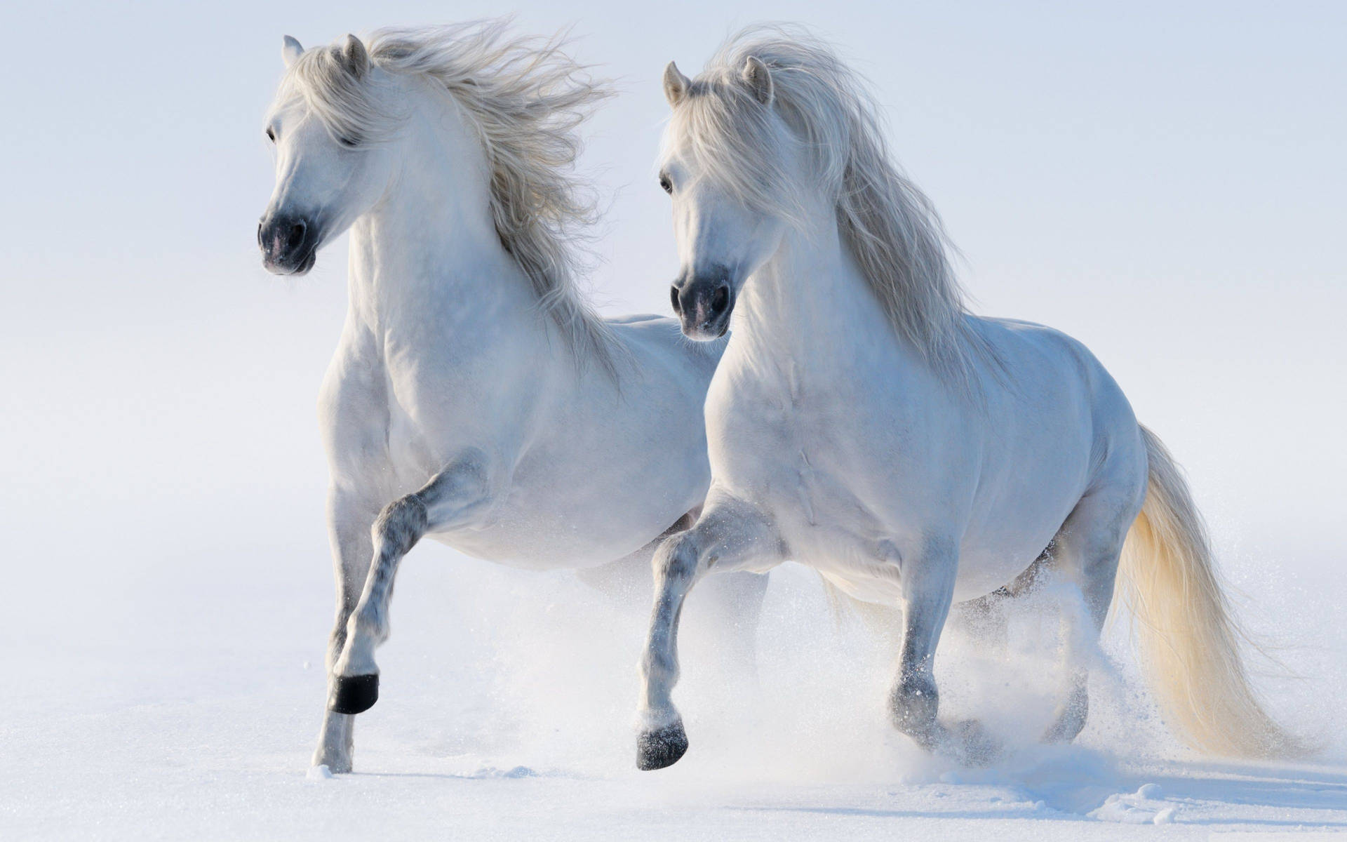 Beautiful Horses Galloping On Snow Wallpaper