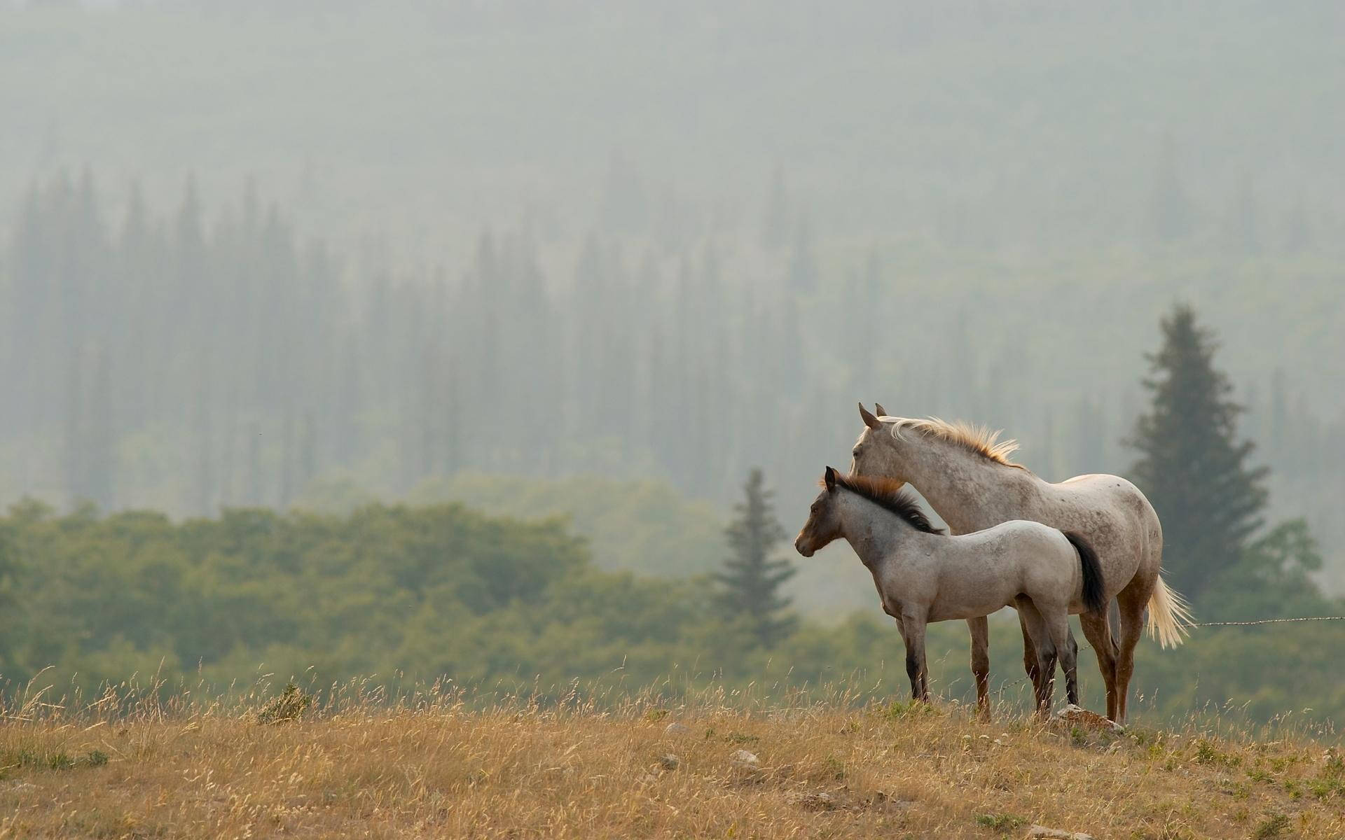 Beautiful Horses In A Pastureland Wallpaper