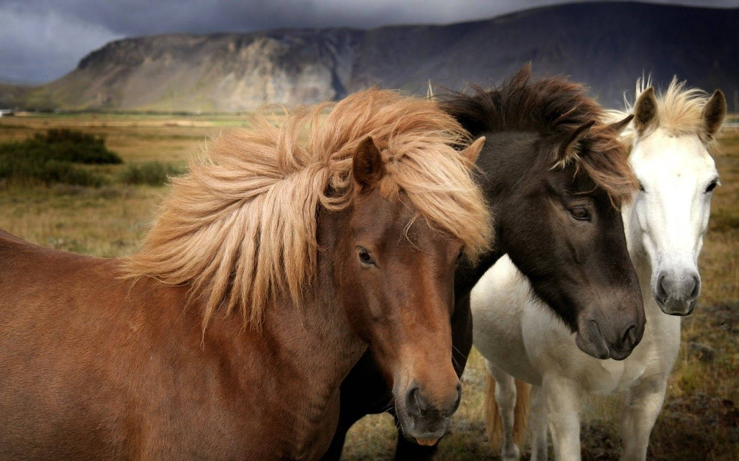 Beautiful Horses In Different Shades