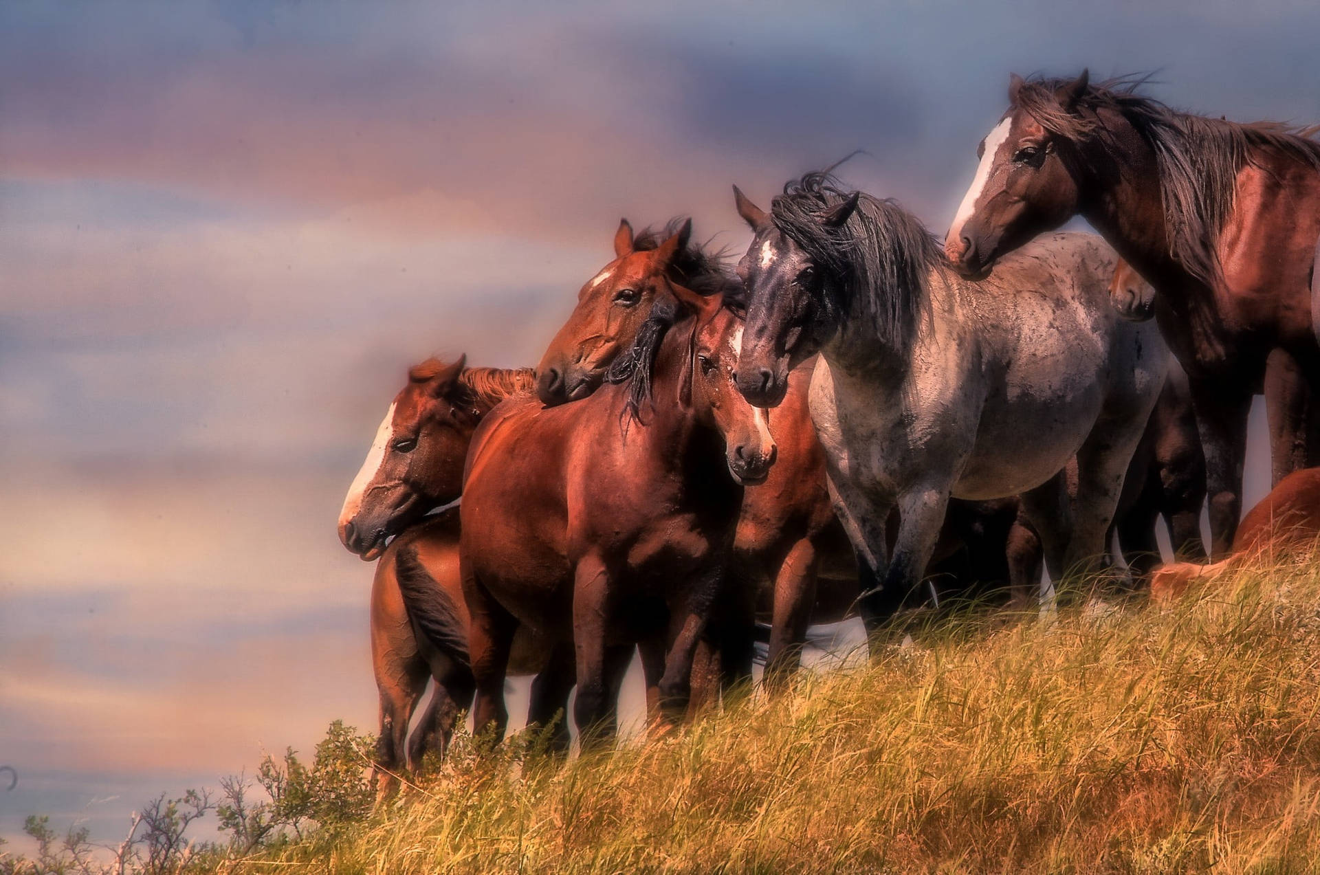 Beautiful Horses On Grassy Field Wallpaper