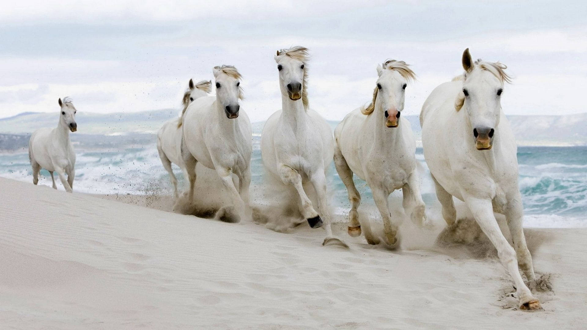 Beautiful Horses Running By The Sea Wallpaper